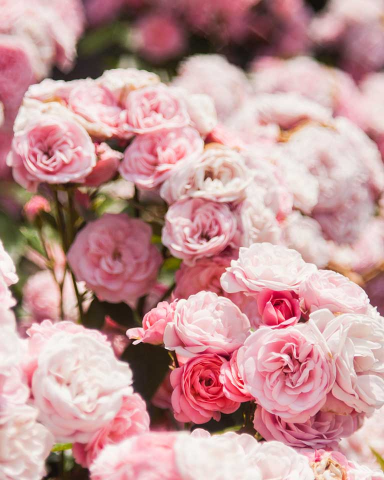 Healing Scents